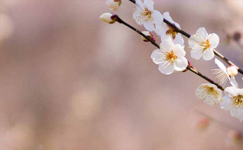 徳島で清潔感のある宴会場は幸楽寿しが管理しております